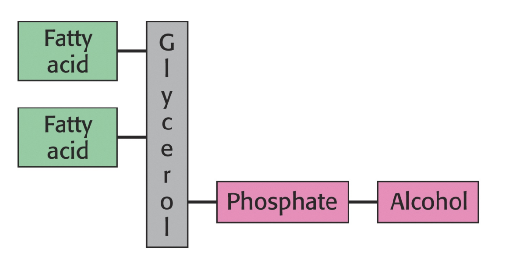 Phosphoglycerides are composed of a glycerol backbone with two fatty acid tails, plus a phosphate and alcohol