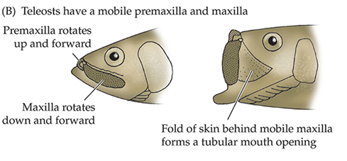 <ul><li><p>Have <strong>mobile premaxilla</strong> (skull bone at tip of snout) that allows premaxillae to protrude (aka <strong>jaw protrusion</strong>)</p></li><li><p>Many teleosts have <strong>pharyngeal jaws</strong></p></li></ul><p></p><p>Leads to great diversity of oral jaws and pharyngeal teeth</p><p></p>