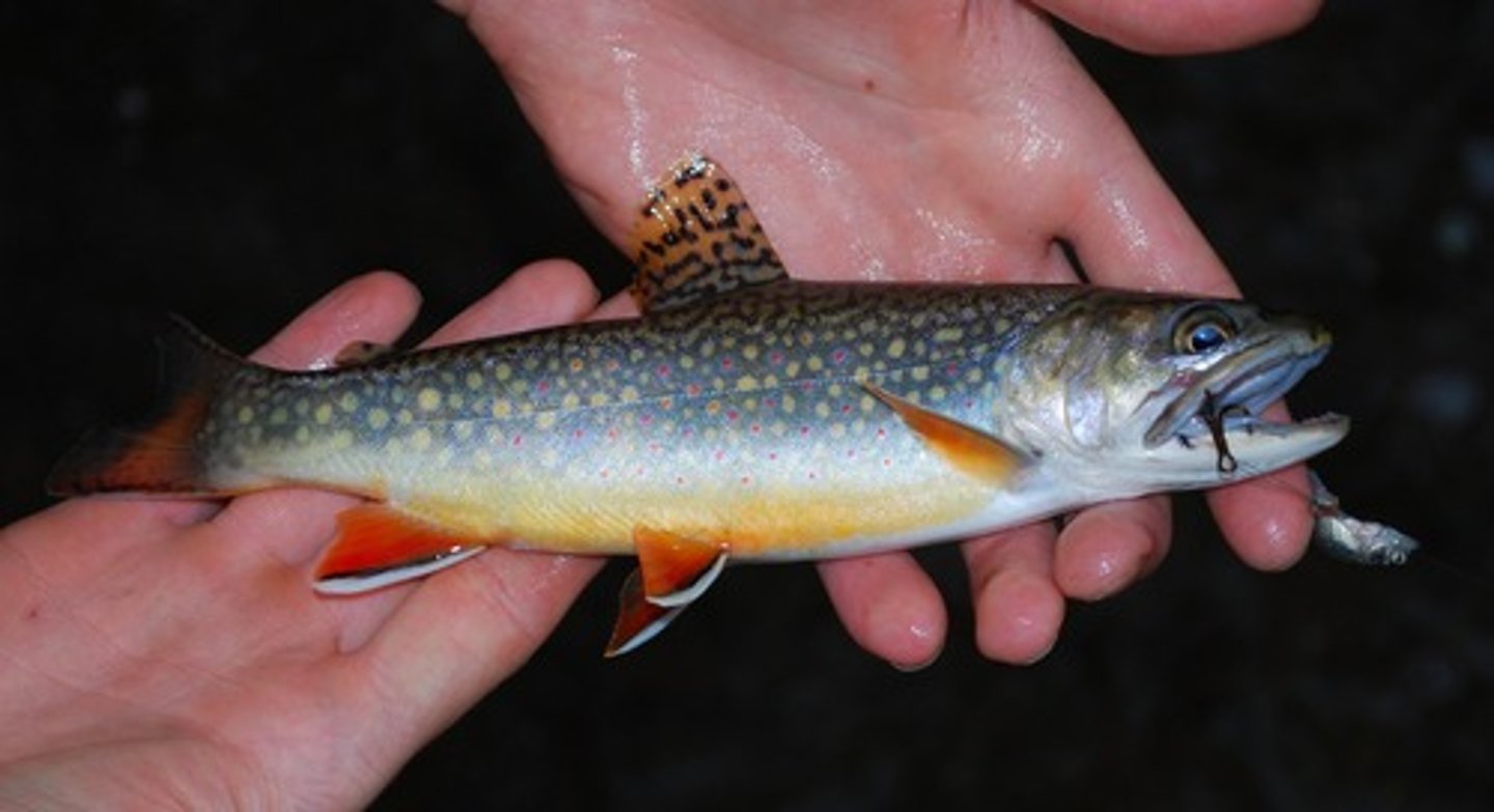 <p>brook char (trout)</p>