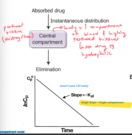 1 compartment model