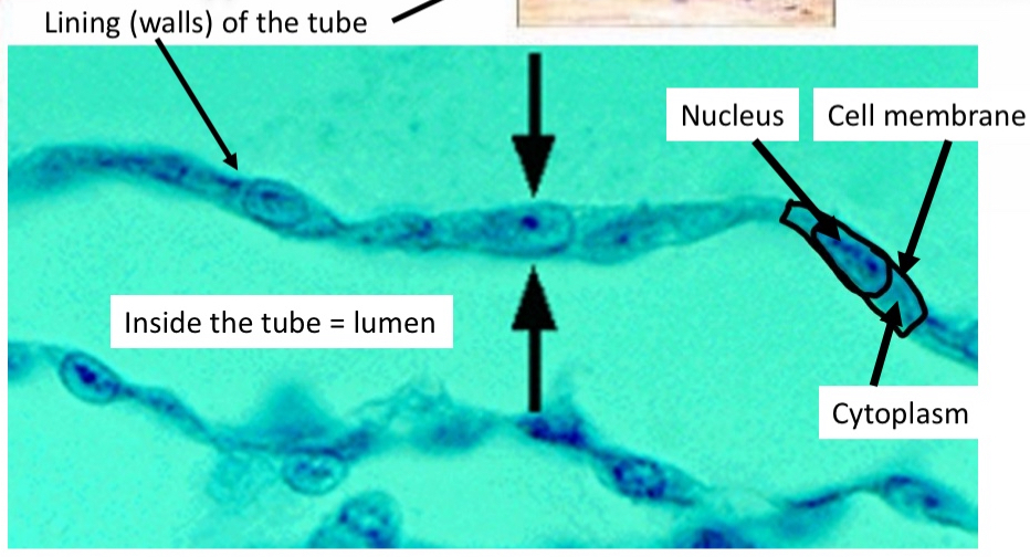 <ul><li><p>Lining of lungs</p></li></ul><p></p>