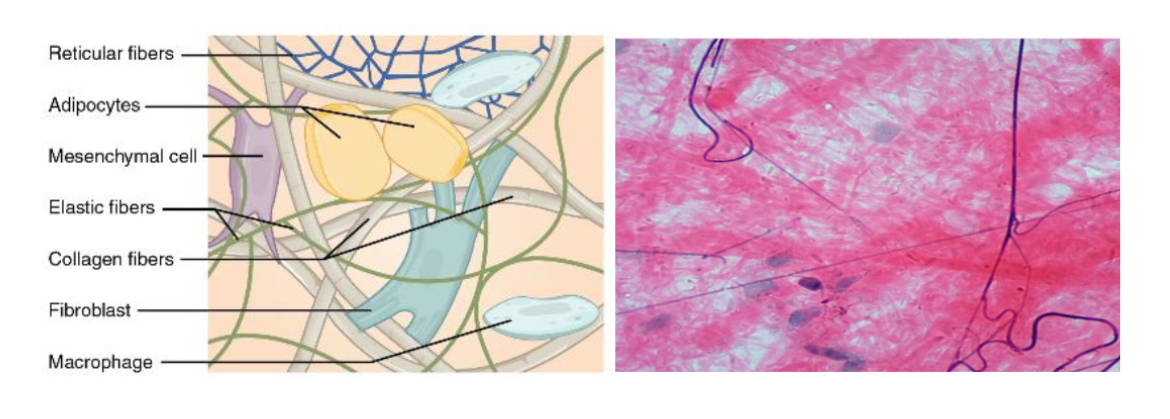 <p>A type of connective tissue that includes fixed cells like fibrocytes, adipocytes, and mesenchymal cells.</p><p>Fibroblasts produce this fibrous tissue.</p><p>Fibroblasts scattered all around. </p>
