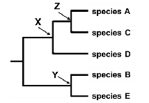 <p><span>Can you state from the tree below that the common ancestor indicated by the letter X existed before the common ancestor labeled Y? Before the common ancestor labeled Z? Explain your answers</span></p>