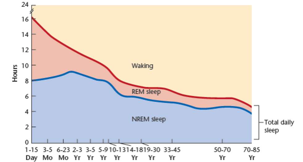 <ul><li><p>Sleep overall decreases with age</p></li><li><p>REM is very high when very young (below 2 years)</p></li><li><p>REM makes a sharp decline until 10-13 years where it declines more slowly</p></li><li><p>NREM stays more stable but increases slightly around 23 months until 10ish years old, where it makes a gradual decline </p></li></ul><p></p>