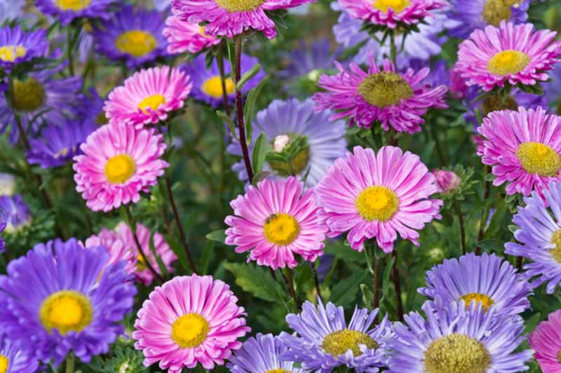 <p>China Aster</p>