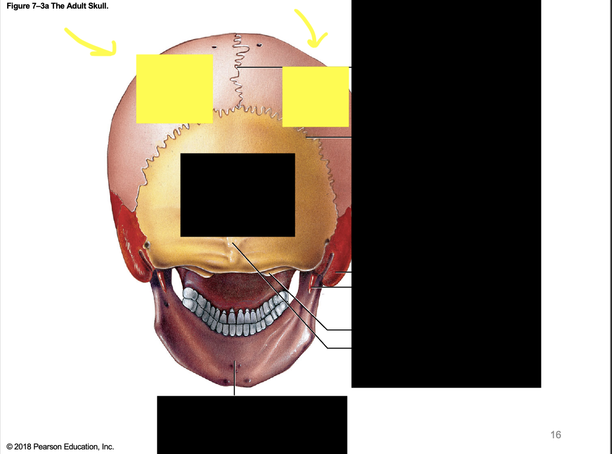 <p><strong>(2) </strong>parietal <strong>; longest, sides of the skulls</strong></p>