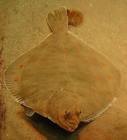 <p>Order Pleuronectiformes</p>