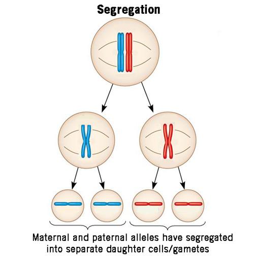 <p>The law of segregation states that the two copies of a gene (the alleles) separate during meiosis, meaning the daughter gamete cells randomly receive only one of the alleles. </p>