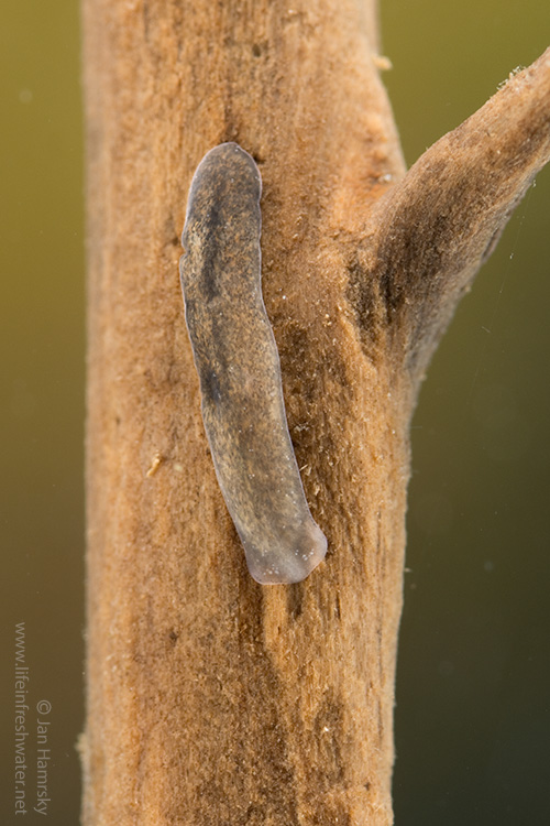 <p>kmen: PLATYHELMINTHES (ploštěnci)</p>