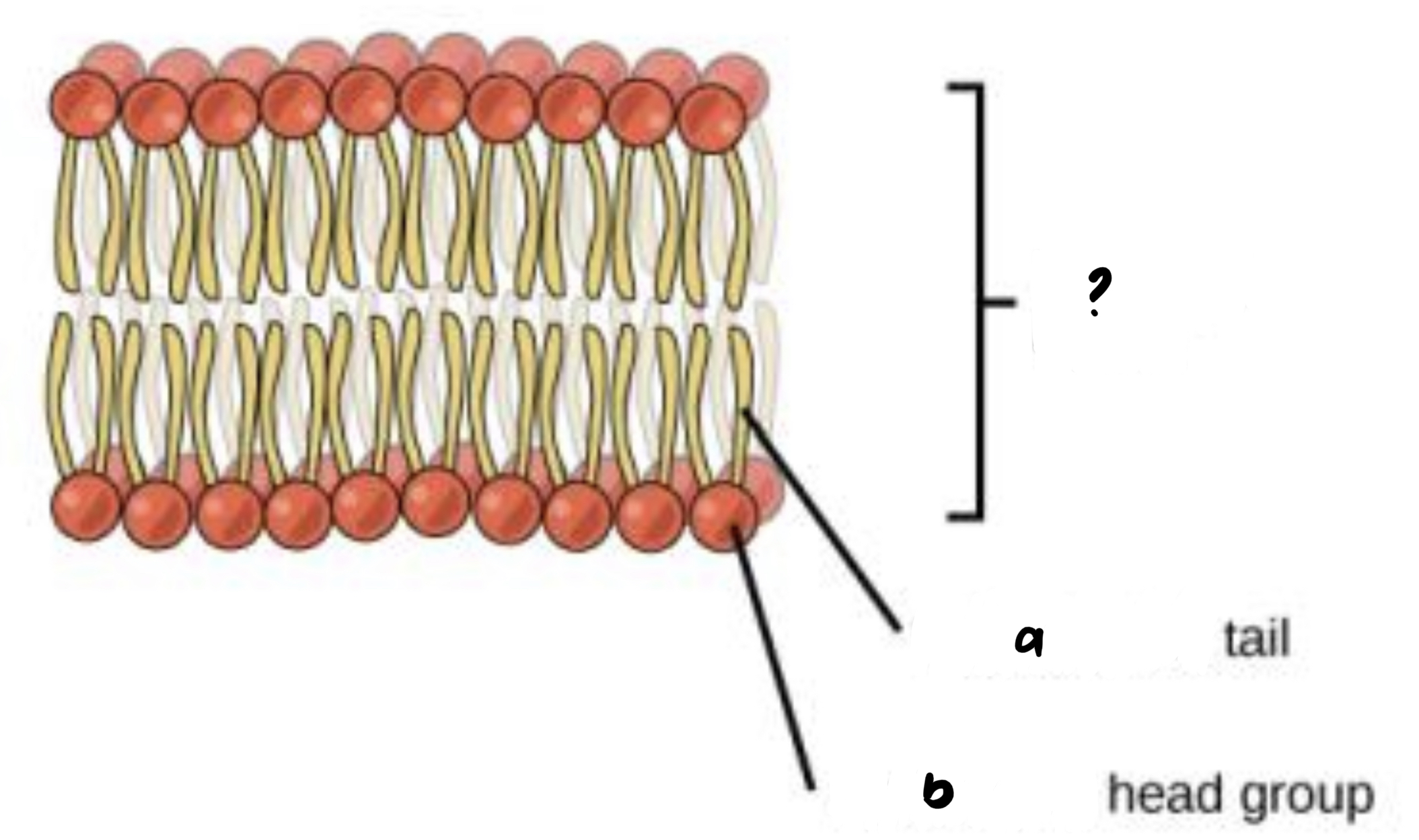 <ul><li><p>result from the structure of phospholipids found in cell membranes (a) the 2 fatty acid tails in a phospholipid; points toward the interior when phospholipids are added to water (b) the phosphate group in a phospholipid and its attachment</p></li></ul>