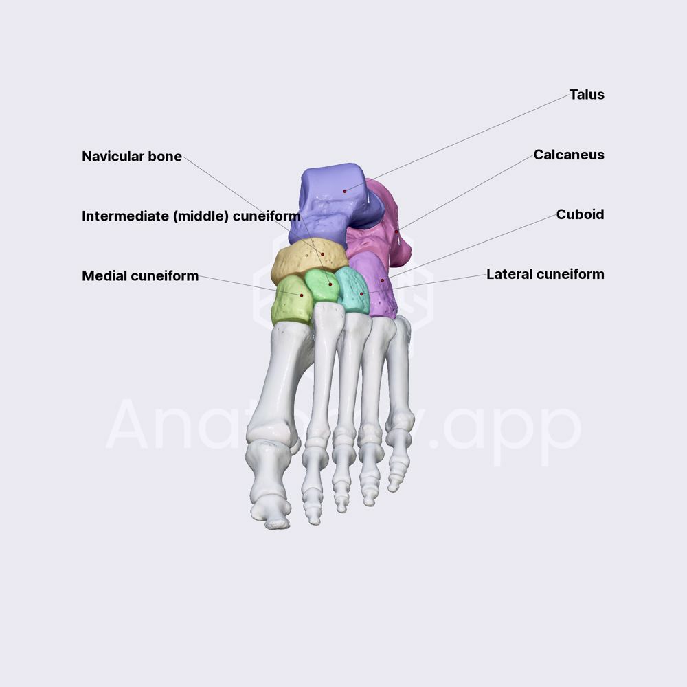 <p>The group of seven bones located in the ankle, which include the calcaneus, talus, navicular, cuboid, and the three cuneiforms, providing stability and flexibility to the foot. </p>