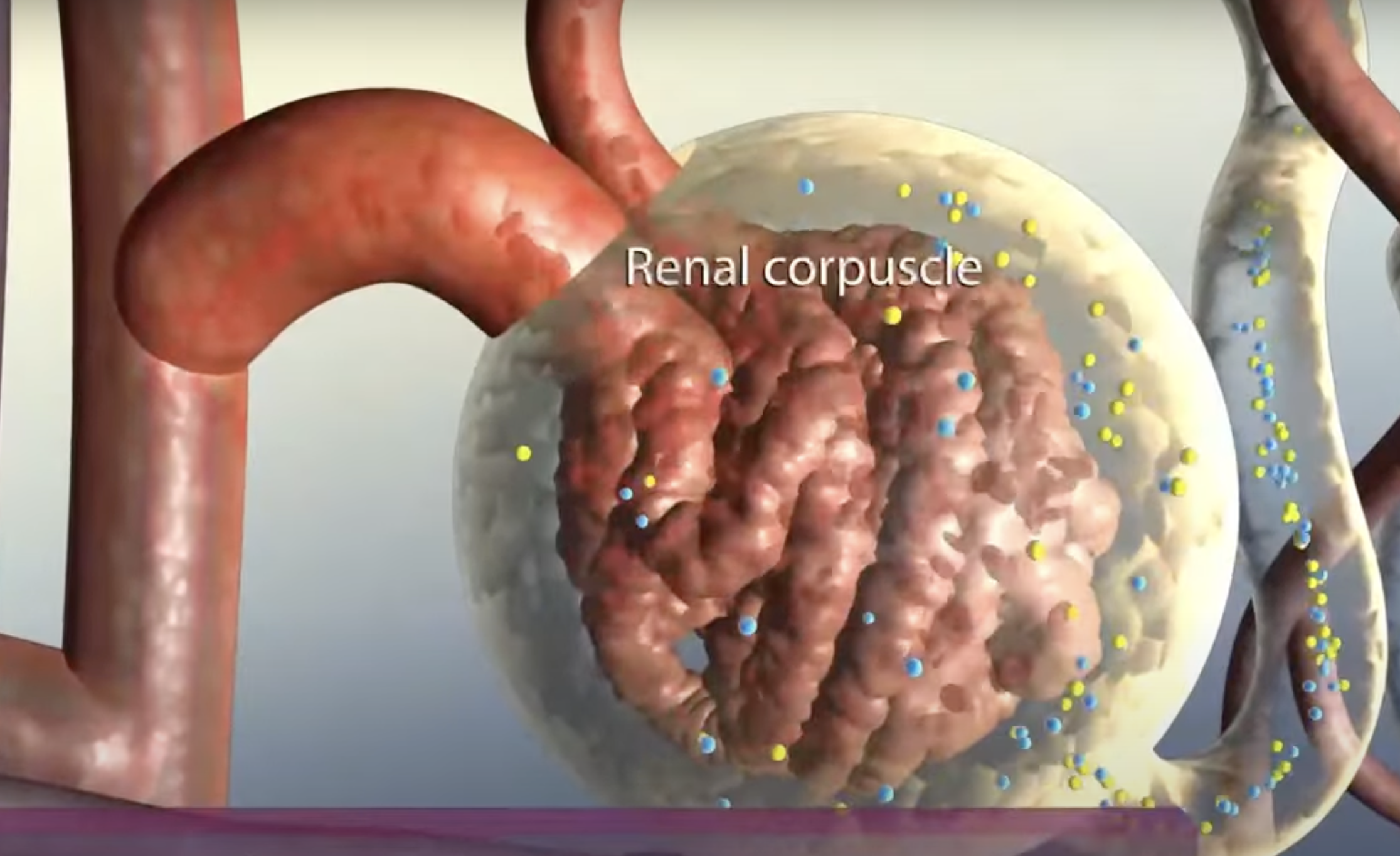 <p>One of the stages in the process of forming urine</p><p>Blood enters the glomerulus through the afferent arteriole</p><p>High hydrostatic pressure forces plasma and small molecules through the glomerular membrane into the Bowman’s capsule and larger molecules like proteins and blood cells remain in the bloodstream</p>