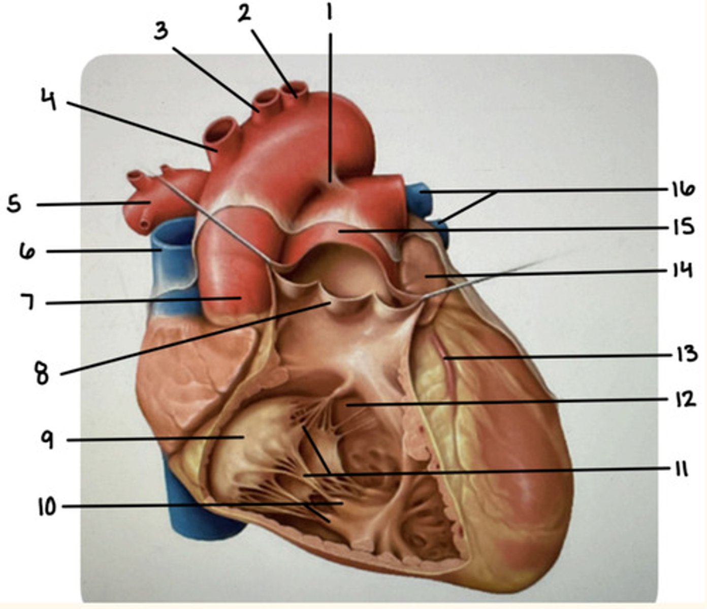 <p>chordae tendinae</p>