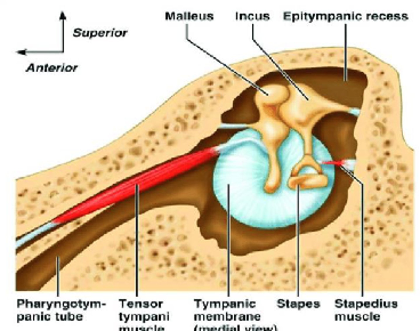<p>Sensation to external auditory meatus (ear canal)</p>