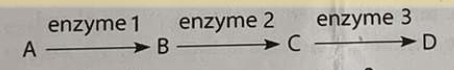 <p>*According to Beadle and Tatum’s hypothesis, how many genes are necessary for the following pathway</p><p>a. 0</p><p>b. 1</p><p>c. 2</p><p>d. 3</p>