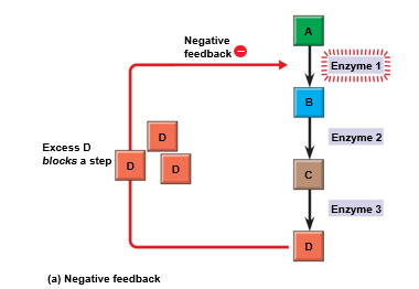 <p>as more of a product accumulates, the process that creates it <strong><em>slows</em> </strong>and <strong><em>less</em> </strong>of that product is produced</p><ul><li><p>ex. temperature regulation, blood glucose regulation</p></li><li><p>happens frequenlty</p></li></ul><p></p>