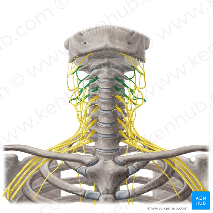 <p>C1-C4</p><p>major nerve: phrenic nerve</p>