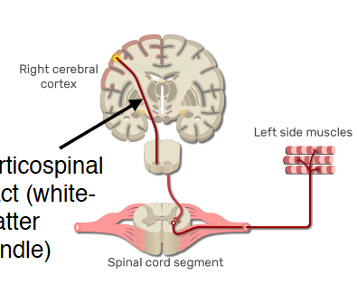 <p><span>Spinal cord</span></p>
