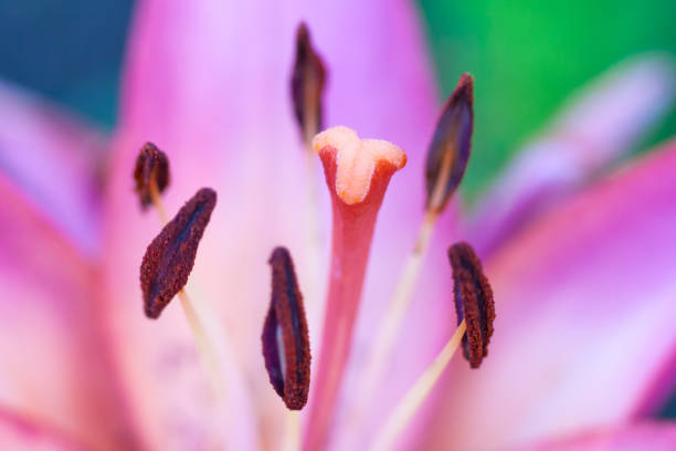 <p>The female reproductive structure of a flower, consisting of stigma, style, and ovary.</p>