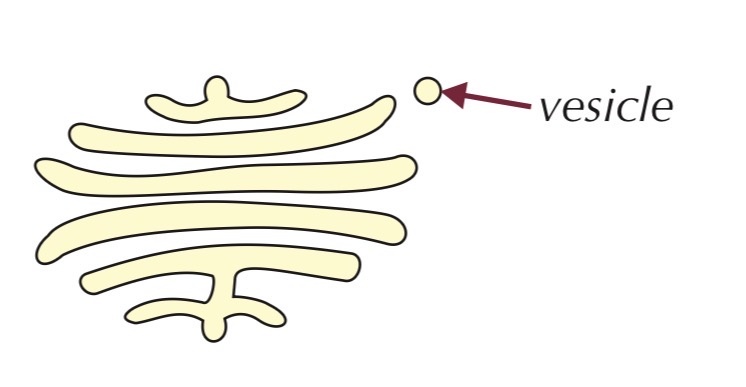 <ul><li><p>Group of flattened, membrane-bound sacs</p></li><li><p>Vesicles often seen at edges</p><ul><li><p>Function:</p><ul><li><p>Processes and packages proteins and lipids</p></li><li><p>Forms lysosomes</p></li></ul></li></ul></li></ul><p></p>