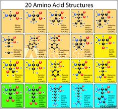 <p>Which macromolecule is represented below?</p>