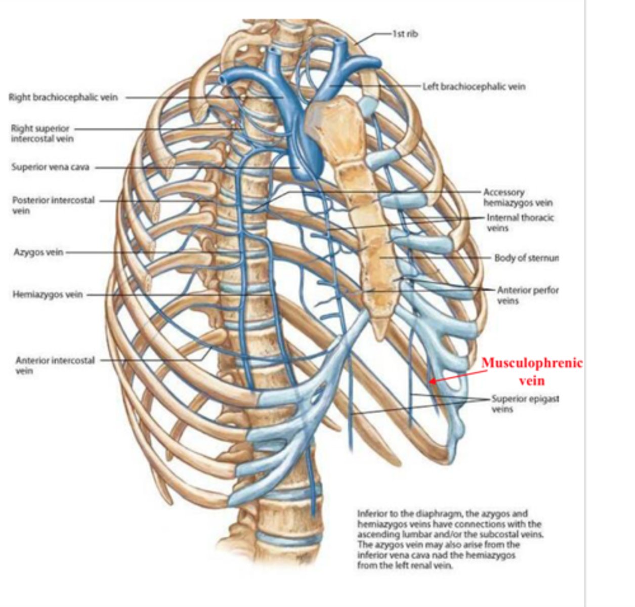 <p>Upper anterior drainage veins into the internal thoracic veins</p>