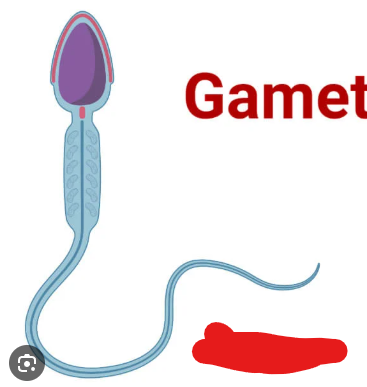 <p>The sex cells produced and present in males (sperm).</p>
