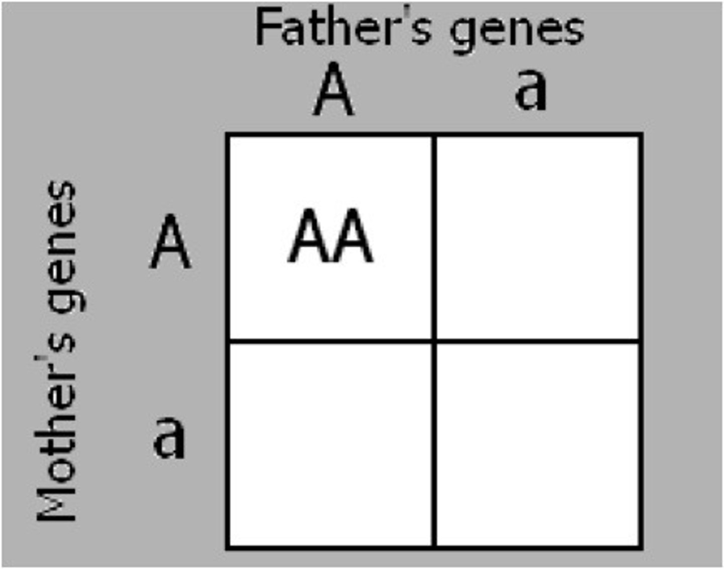 <p>Both alleles (factors) for a trait are the same and dominant (AA)</p>