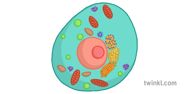 <p>Which Cell is this</p>