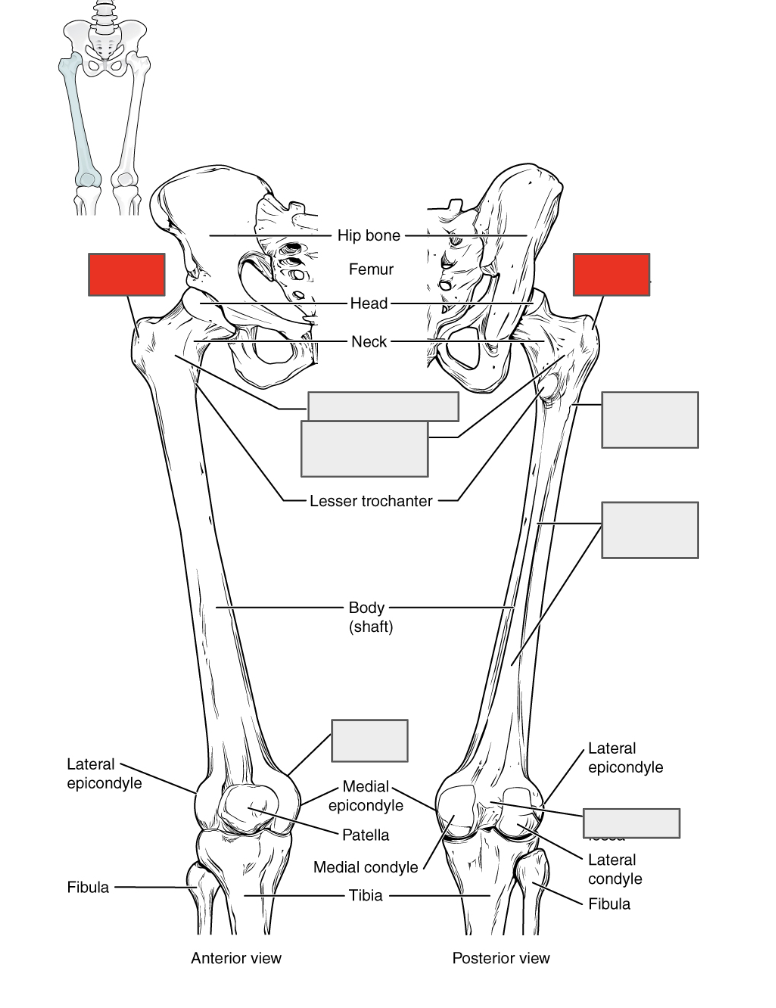<p>Name the covered bone</p>