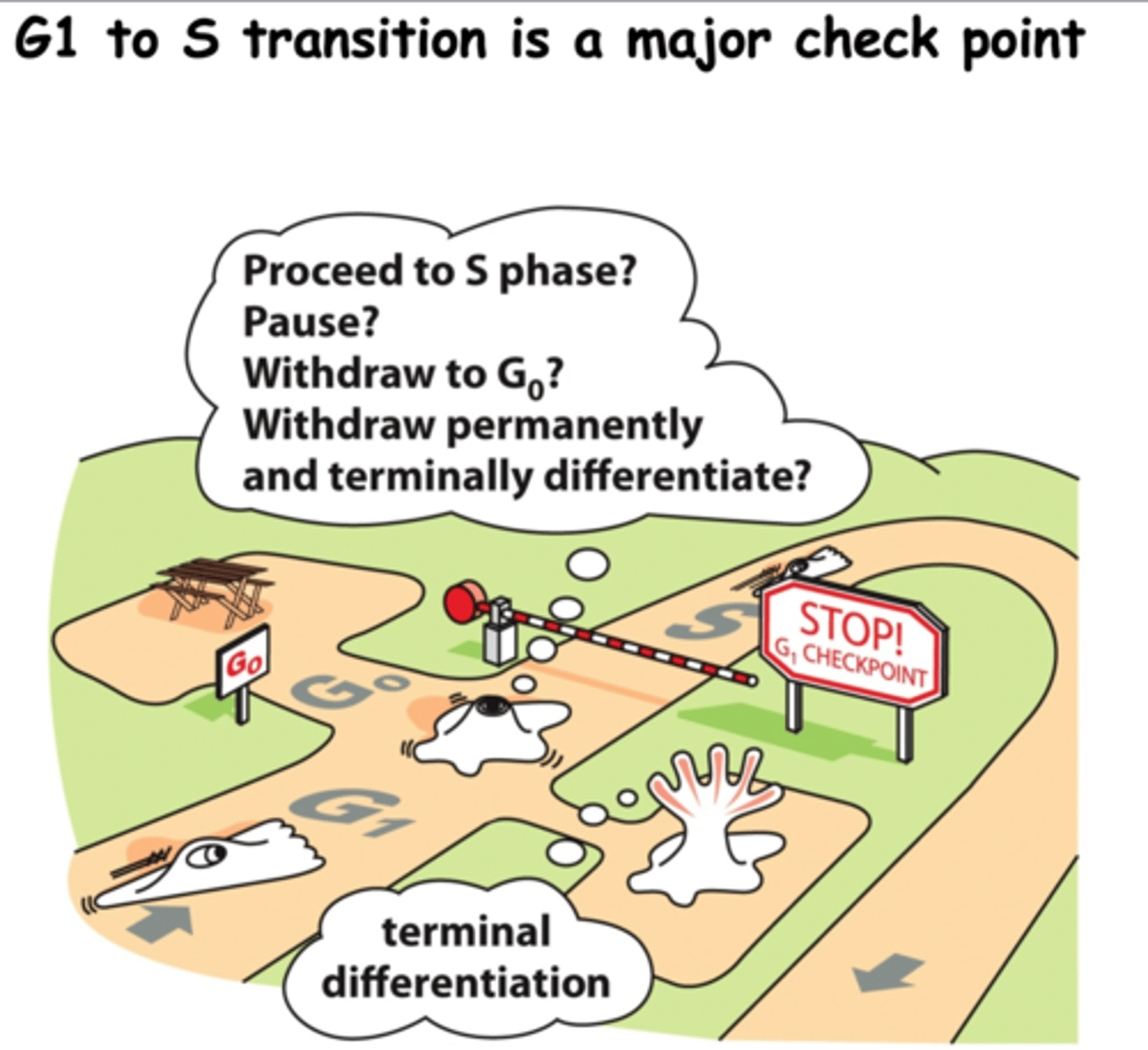 <p>G1/S, G2/M, M-metafasen</p><p>G1/S- Här sker livsvalet.</p><p>- Ska cellen dela sig?</p><p>- Genomgå terminal differentiering?</p><p>- Vänta i G0?</p><p>Valet avgörs av inre och yttre signaler.</p><p>Inre: är cellen tillräckligt stor. Har den näring/energi som behövs. Är DNA intakt.</p><p>Yttre: Tillväxtfaktorer (hormoner), mekaniska signaler.</p>