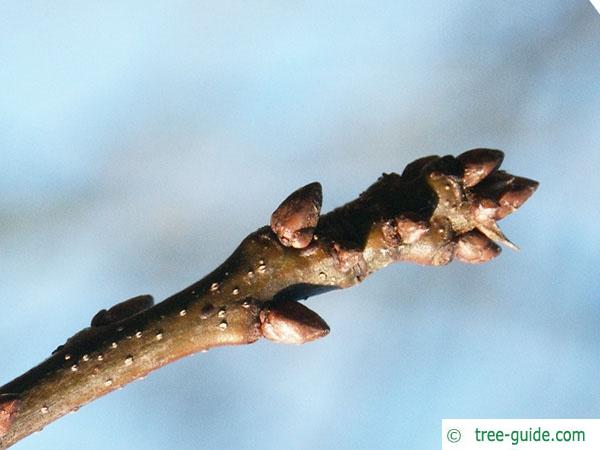 <ul><li><p>riparian areas, ornamental</p></li><li><p>lower branches point down, mid go to the middle, high point up (conifer-esque)</p></li><li><p>leaves: super deep sinuses</p></li><li><p>twigs: spur shoots</p></li><li><p>buds: clustered, little, pointed</p></li><li><p>repro: acorns, thin cap doesn’t fully fit, striped nut looks like watermelon</p></li></ul>