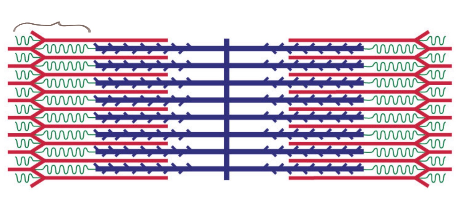 <p>The light band in a sarcomere where only thin filaments (actin) are present.</p>