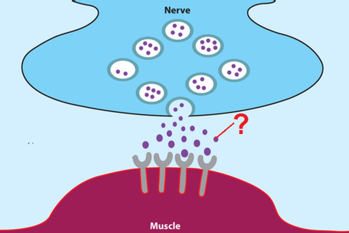 <p>Neurotransmitter released at the motor end plate which changes electrical impulse into a chemical signal</p>