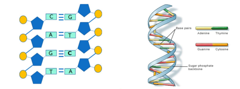 <p><span>James Watson and Francis Crick, figuring out that DNA consists of two polynucleotide chains (or strands), one running the opposite way to the other (anti-parallel), twisting to form a double helix. The bases in each strand are held together by hydrogen bonding.</span></p>