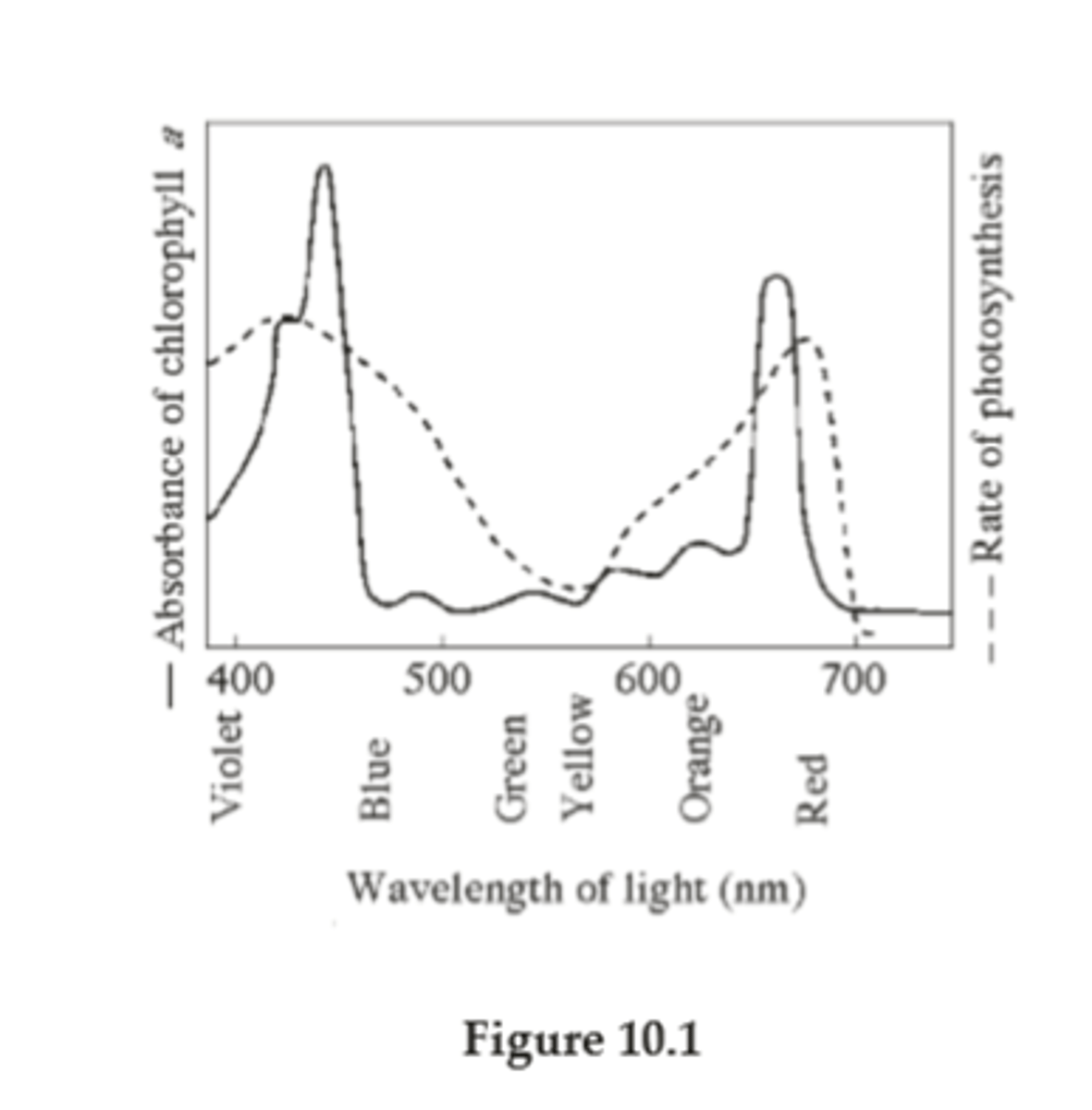 <p>Peaks = absorbed light used for photosynthesis</p><p>Valley = reflected light that is seen by eye but not used for photosynthesis</p>