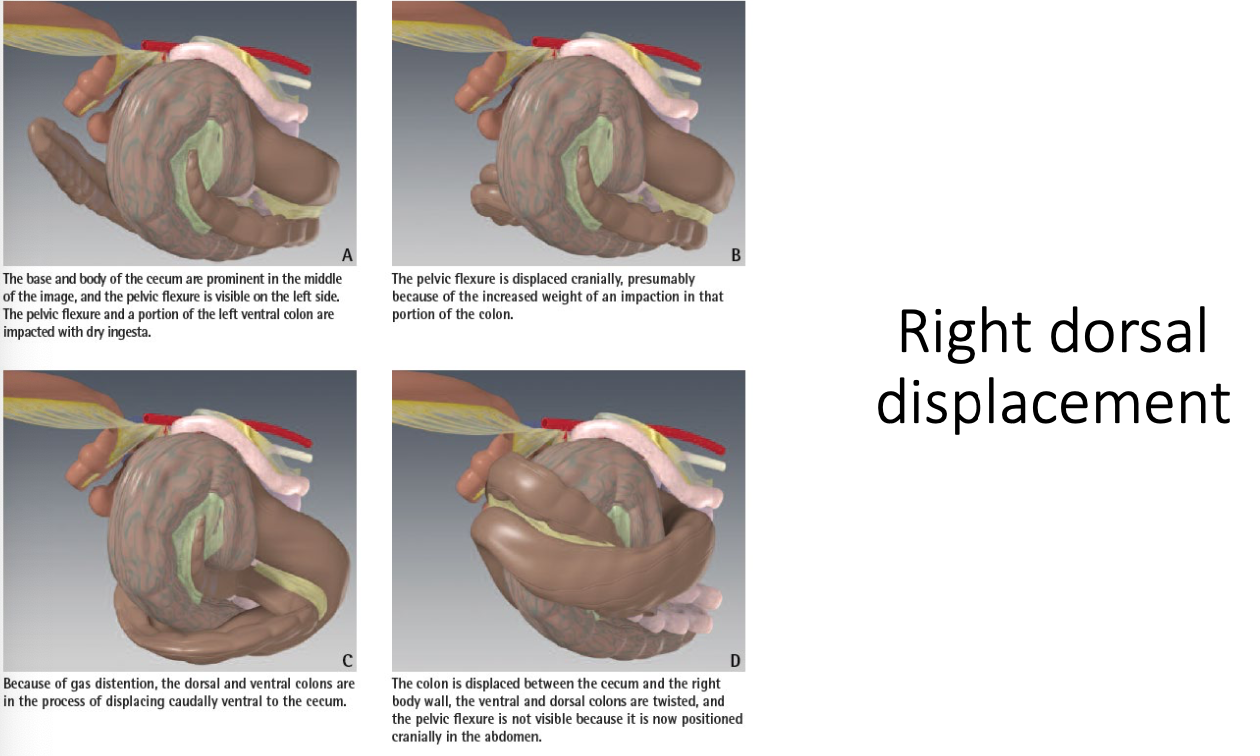<p>-ultrasound</p><p>-rectal palpation</p><p>-NGT (usually no reflux)</p><p>-ab-tap (normal but becomes abnormal with increased duration)</p>