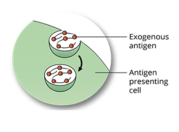 <ul><li><p>antigen presenting cells ie. macrophages, B cells, or dendritic cells, engulf the foreign antigen by endocytosis forming an endosome</p></li><li><p>the antigen is generally recognized by PRRs (pattern recognition receptors)</p></li></ul><p></p>