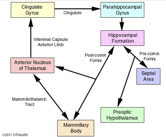 <p>Major fiber tracts</p>