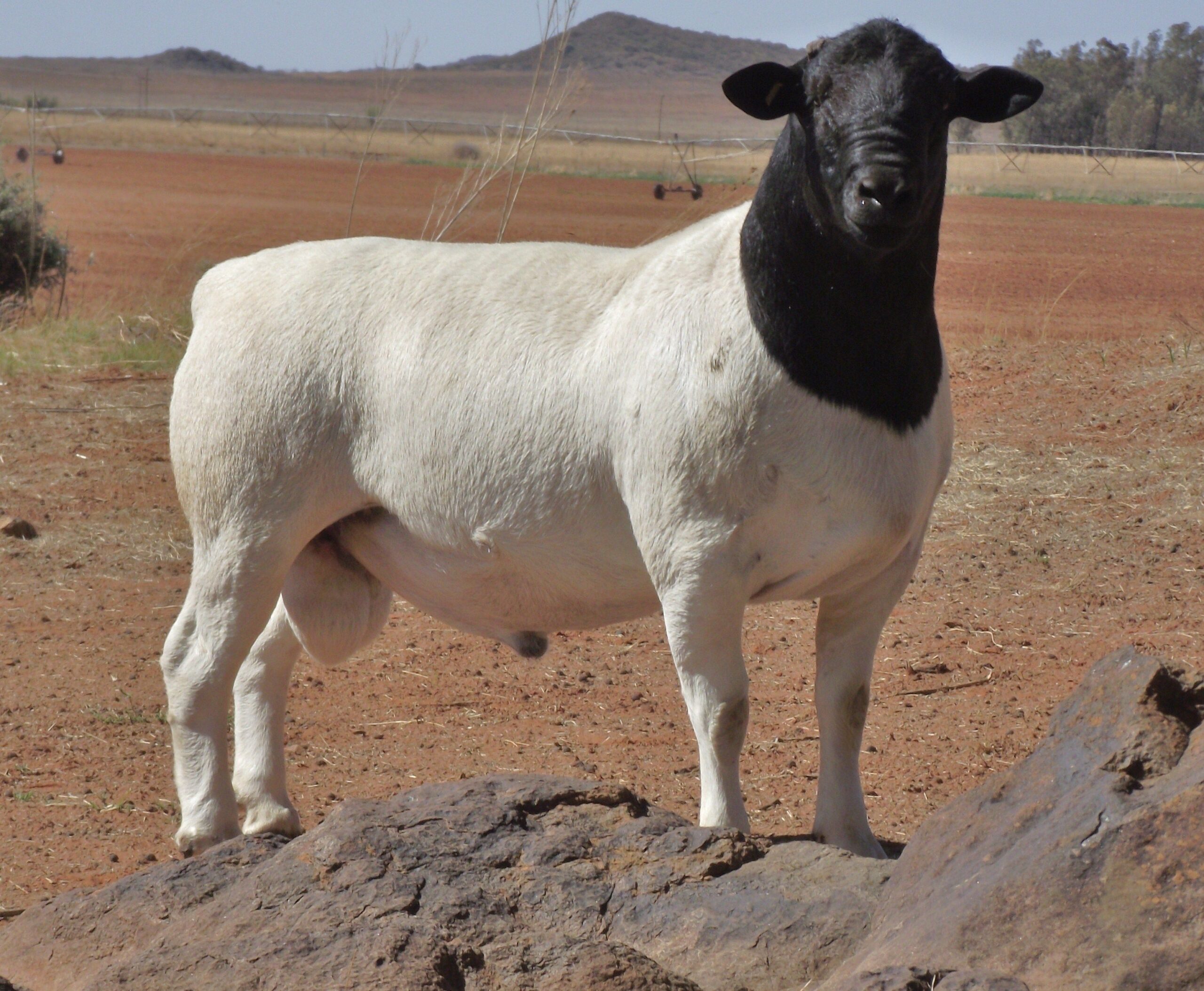 <p>Sheeding sheep</p><p>imported from South Africa (1990’s)</p><p>Dorset x Blackhead Persian</p><p>subcategory of fat-tails</p><p>fit for desert survival</p><p>recent strain of whiteheads</p><p>Meaty, tough ,stocky &amp; adaptable</p><p>thrive in multitude of environments&nbsp;&nbsp;</p>