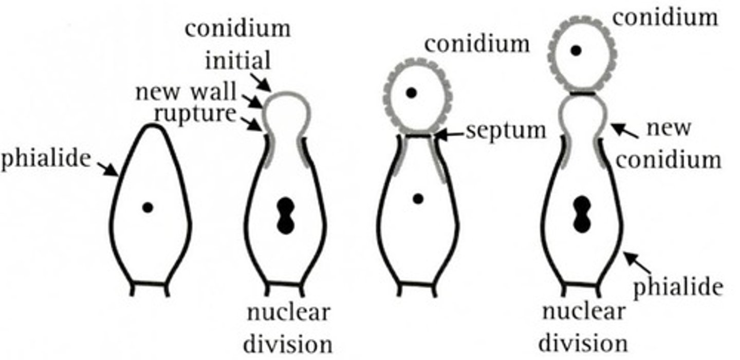 <p>Tip cell → Mitosis → New cell forms, septa form → Repeats.</p><p>mitotic spores, asexual reproduction</p>