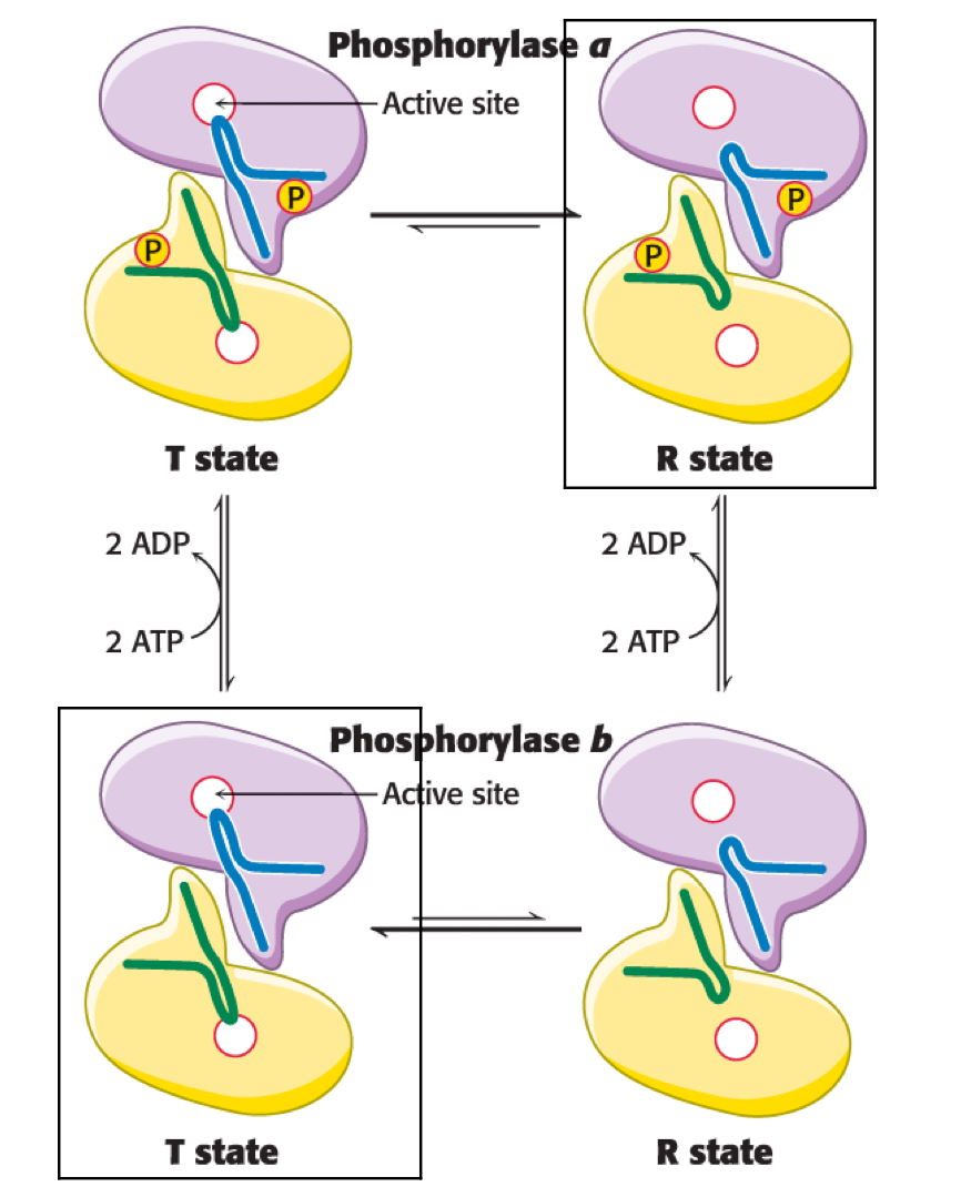 <p>-both have R and T state</p><p>-in the ‘a’ form, R state is favoured</p><p>-in the ‘b’ form, T state is favours</p>