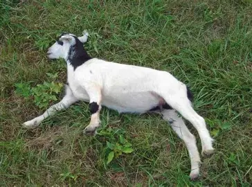 <p>Tennessee Fainting Goat</p>