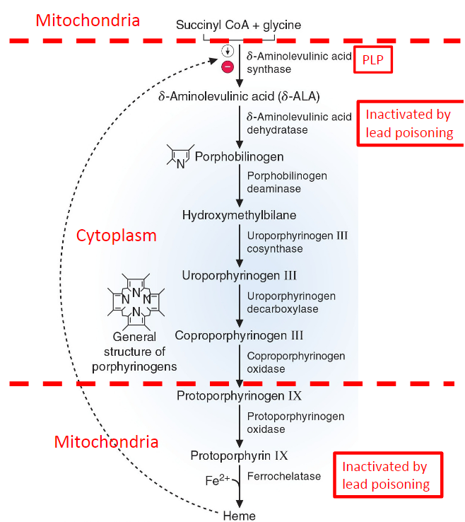 <p>porhphobilinogen - the 1st ring of heme</p>