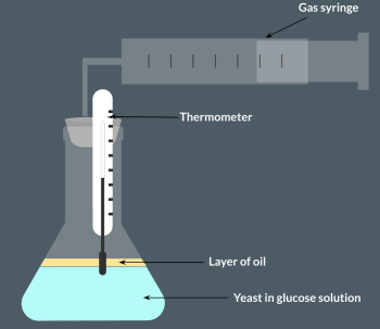 <p><span>Some students investigated anaerobic respiration in yeast using the set-up below.<br>Yeast was mixed in a glucose solution and added to a beaker. The solution was at 25°C.<br></span><span><span>After 5 minutes, the gas syringe pushed out to 3cm3. Explain why the gas syringe pushed out.</span></span></p>