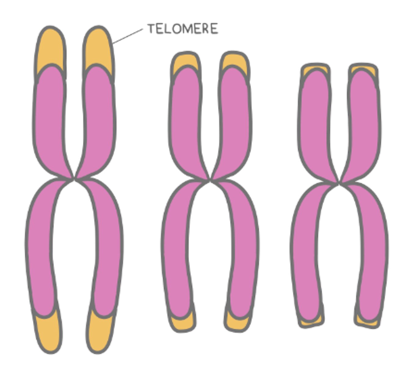 <p>telomeres</p>