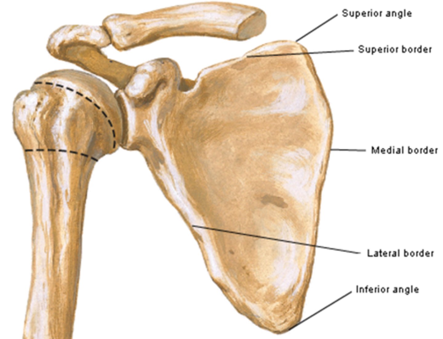 <p>contains the head of the scapula</p>