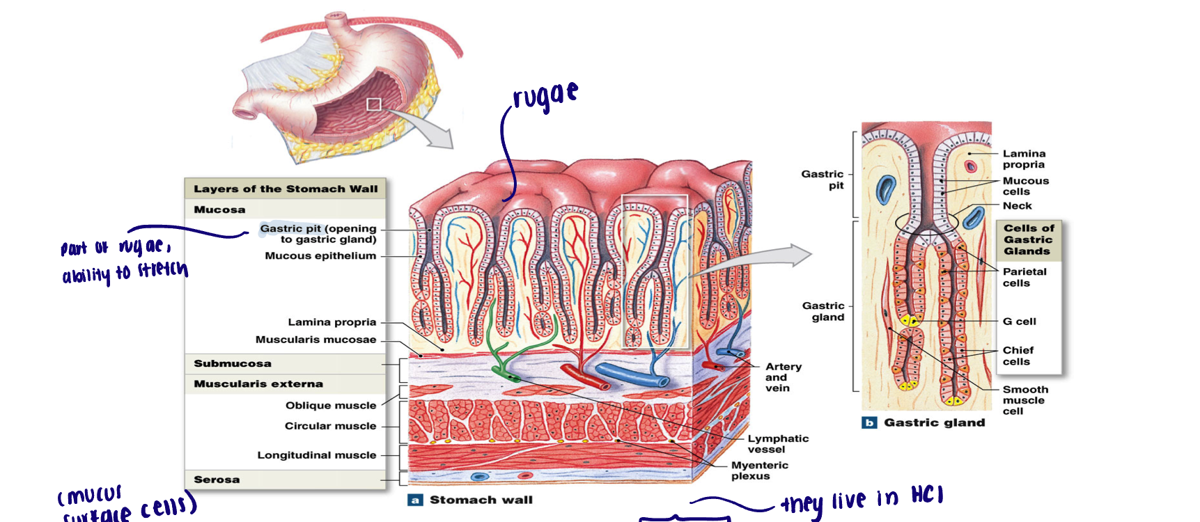 <ul><li><p>Simple columnar cells (mucus surface cells): life expectancy only 3 to 7 days (because they live in HCl)</p><ul><li><p>Abundance of mucus cells </p></li></ul></li><li><p>Gastric pits: shallow depressions in surface of stomach lining </p><ul><li><p>Basal cells at the base (neck) continually divide to replace damaged epithelial cells </p></li></ul></li><li><p>Gastric glands: glands extending off the neck of gastric pit (each pit communicates with several glands)</p><ul><li><p>Houses important secretory cells </p></li></ul></li></ul><p></p>