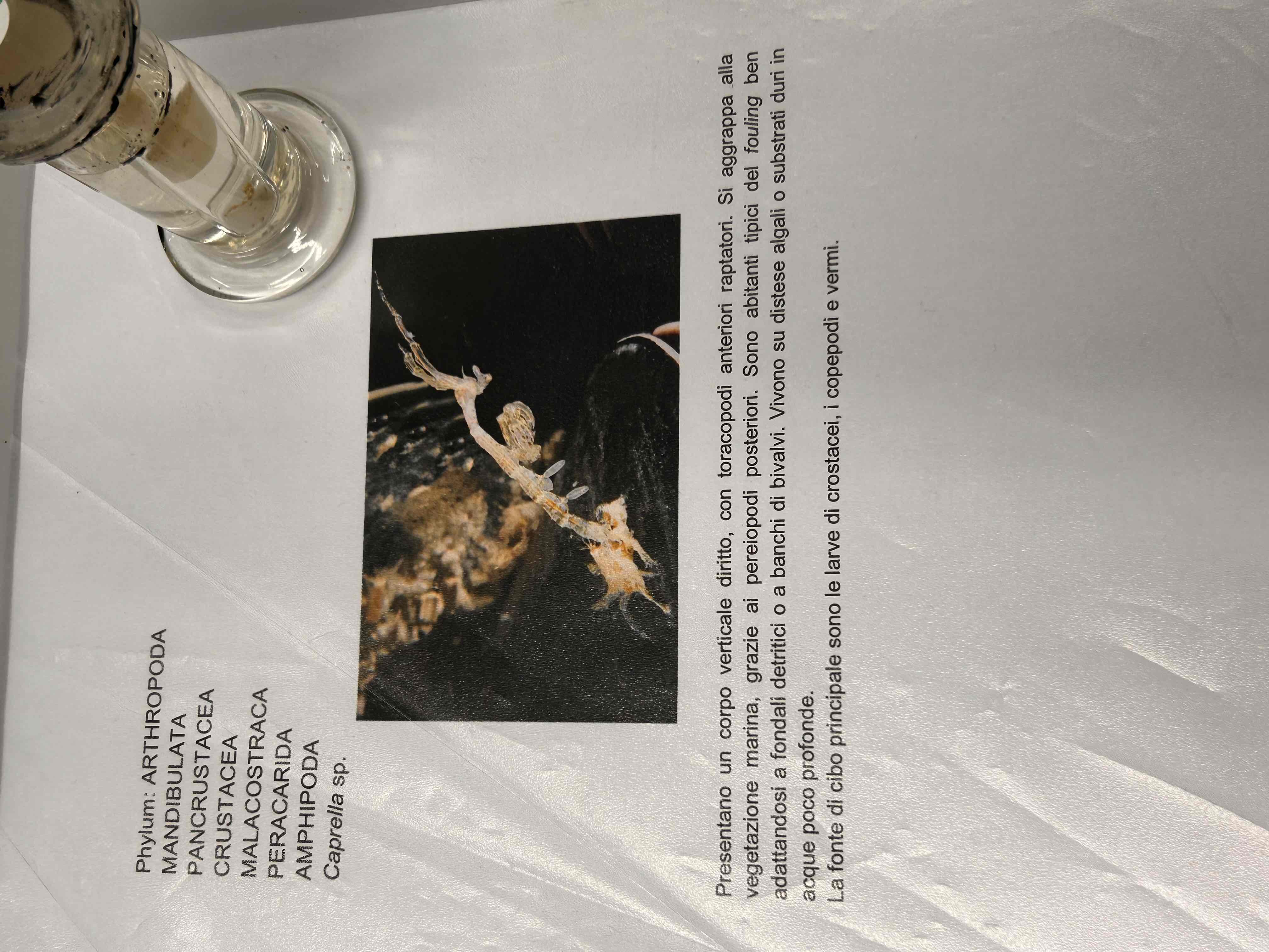 <p>Crustacea</p><p>Malacostraca</p><p>Eumalacostraca</p><p>(Amphipoda)</p><p>Caprella sp</p>