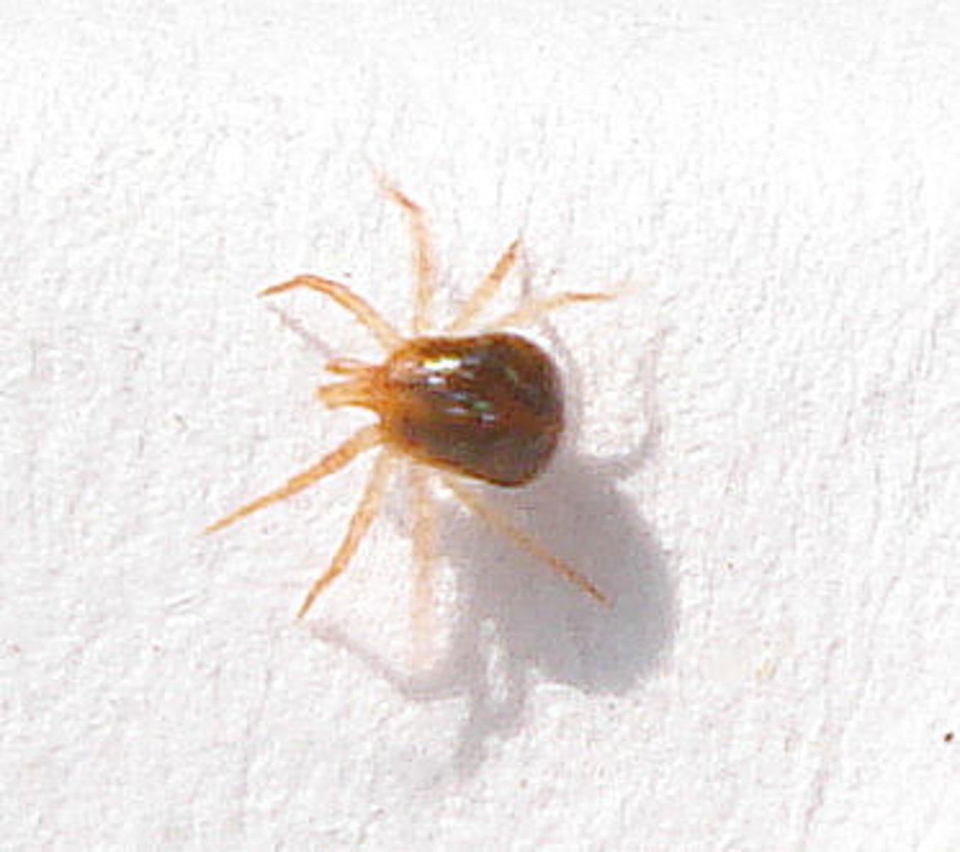 <p>Class 3, small arachnids, larvae are born with 6 legs and are usually parasitic on aquatic insects, adults are round and bulbous with 8 legs, tend to be bright red, but can also be different colors</p>